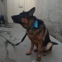 ژرمن اصیل|سگ|بشاریات, |دیوار