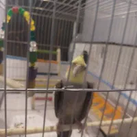 عروس هلندی نر