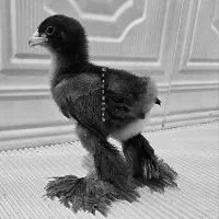 جوجه برهما بلک حرفه ای و کم یاب