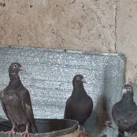 جفت پلاکی سرور شکلاتی و ماده لویی با یک موقلوف|پرنده|کازرون, |دیوار