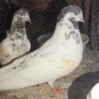 سه جفت نر ماده پرشی جواب داده|پرنده|ایرانشهر, |دیوار