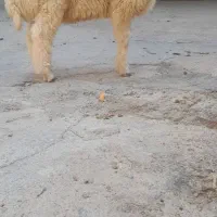 گوسفند بره وبره
