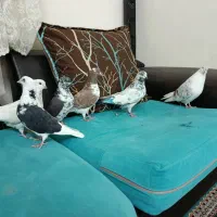 کفتر و کبوتر|پرنده|ری, شهادت|دیوار