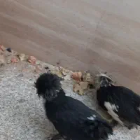 مرغ و خروس سلطان