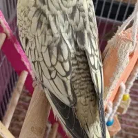 عروس هلندی ماده