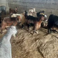 ۱۰ بز داشتی