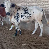 گاو نر در حمیدیه