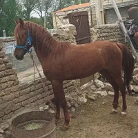 اسب نریان عرب کورسی