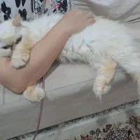 پرشین ماده سفید|گربه|رشت, کوی امام رضا|دیوار