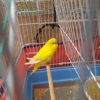 مرغ عشق|پرنده|فولادشهر, مسکن مهر فولادشهر|دیوار