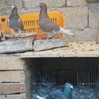 کبوتر