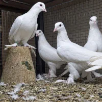 کبوتر