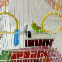 دوعدد مرغ عشق نر و ماده با قفس