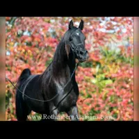 کرایه اسب و آموزش اسب سواری و سوارکاری