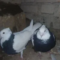 طوقی خال سیاه