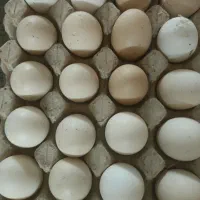تخم مرغ محلی