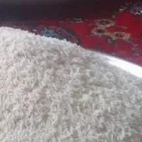 طارم فریدونکاربشرط پخت۴۴۰۰۰۰کیلویی