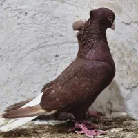 نر و ماده سرخ دم سفید زرد دم سفید