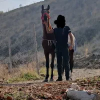 اسب مادیان یه سر عرب