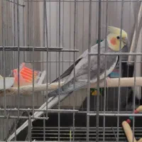 عروس هلندی نر