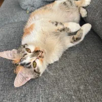 گربه خانگی بسیار مهربان|گربه|شیراز, چنچنه|دیوار