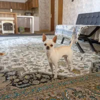 واگذاری سگ شیواوا|سگ|ماهدشت, |دیوار