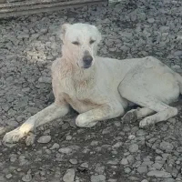 آلابای نر .10 ماهه