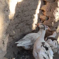 غاز|حیوانات مزرعه|بروجن, |دیوار