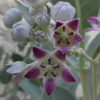 عرقیات و عصاره گیری با تولیدِ سفارشی و خانگی