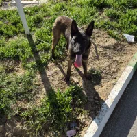 مالینویز ۷ ماهه