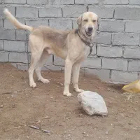 سگ پژدر|سگ|فردوس (کرمان), |دیوار