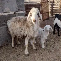 میش ترکی با بره درجه یک با کره سانان
