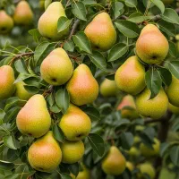 فروش نهال گلابی درگزی بصورت عمده خرده با لیبل رسمی