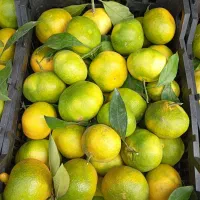 نارنگی ساری