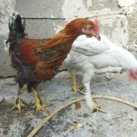 فروشی دهدشت|حیوانات مزرعه|دهدشت, |دیوار