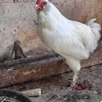 خروس ریشو|حیوانات مزرعه|مسجد سلیمان, |دیوار