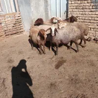 گوسفند داشتی