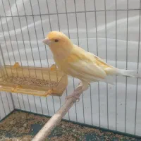 پرنده|پرنده|جیرفت, |دیوار