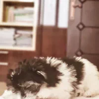 سگ شیتزو|سگ|بوکان, |دیوار