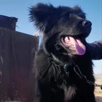 سگ گمشده|حیوانات|ازنا, |دیوار