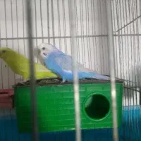 جفت مرغ عشق