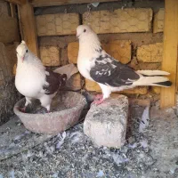 ۲جفت ارسالی      کبوتر