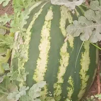 هندوانه