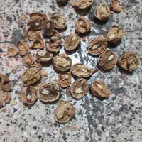 عسل طبیعی وگردو مغز سفید به صورت کلی|حراج|بجنورد, |دیوار