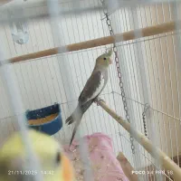 عروس هلندی|پرنده|فلاورجان, |دیوار