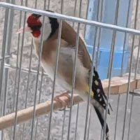 سهره زاده قفس ۲ ساله دهندار دهن لر جفتی قناری