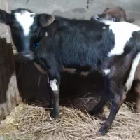 گاو گیل دورگ با گوساله ماده فقیر|حیوانات مزرعه|رشت, حومه رشت|دیوار