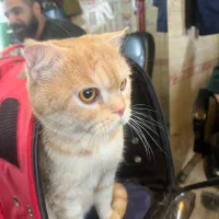 بریتیش اورجینال