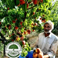 نهالستان پیران،نهال گردو ،نهال بادام ،نهال زردآلو