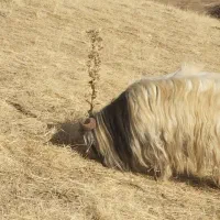 برای فروش|حیوانات مزرعه|خلیفان, |دیوار